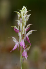 Heiliges Knabenkraut // Holy orchid (Anacamptis sancta) - Insel Ios, Kykladen, Griechenland