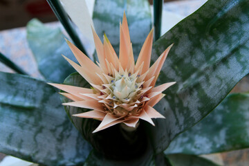 Here is a detailed closeup image of a vibrant flower growing on a healthy plant, showcasing its...