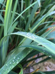 Fototapeta premium flower, plants, leaf, rain drops, water, wet, grass, nature, plant, drop, rain, dew, drops, summer, leaves, macro, flora, spring, fresh, garden, green, aloe, morning, foliage, droplets, blade, close-u