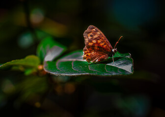 mariposa en hoja en el bosque