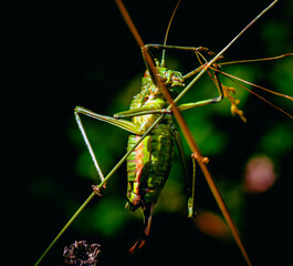 saltamontes en rama en el bosque
