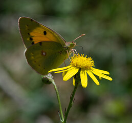 mariposa en flor en el bosque