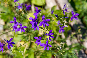 A beautiful bunch of vibrant purple flowers is growing on a healthy green plant in the garden, adding a splash of color to the landscape