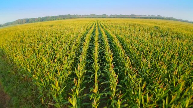 FPV drone view, flying fast and very low over vast corn field at daybreak.
