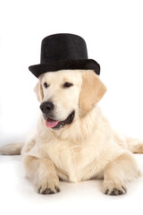 Obraz premium Portrait of a dog of the Golden Retriever breed on a white background in a black hat.