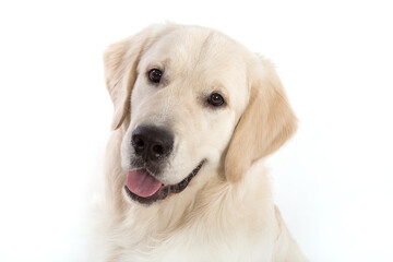 Portrait of a dog of the Golden Retriever breed on a white background.