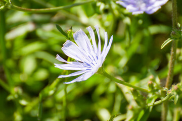 This image features a detailed close up view of a vibrant purple flower nestled amongst the lush...