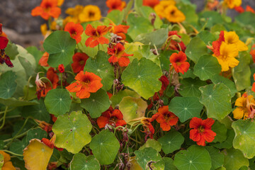 Colorful flowers. Flowers blooming in the garden.