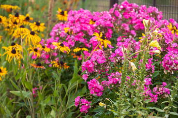 Colorful flowers. Flowers blooming in the garden.