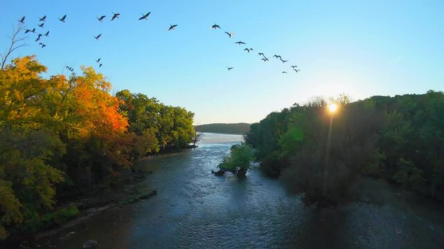 Flying with geese over Autumn wilderness river at Sunrise.
