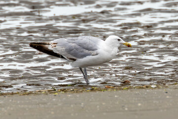 Herring Gull (Larus argentatus), common on coastlines and beaches across Europe and North America