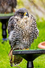 Peregrine Falcon (Falco peregrinus) - Found worldwide, particularly in coastal and urban areas