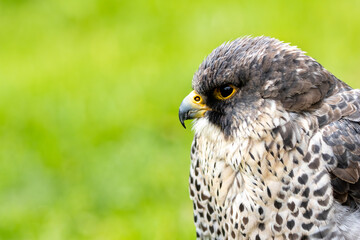 Peregrine Falcon (Falco peregrinus) - Found worldwide, particularly in coastal and urban areas