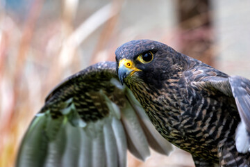 Peregrine Falcon (Falco peregrinus) - Found worldwide, particularly in coastal and urban areas