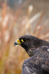 Peregrine Falcon (Falco peregrinus) - Found worldwide, particularly in coastal and urban areas