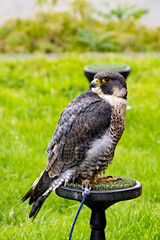 Peregrine Falcon (Falco peregrinus) - Found worldwide, particularly in coastal and urban areas