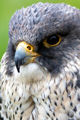 Peregrine Falcon (Falco peregrinus) - Found worldwide, particularly in coastal and urban areas