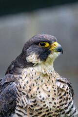 Peregrine Falcon (Falco peregrinus) - Found worldwide, particularly in coastal and urban areas