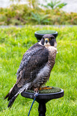 Peregrine Falcon (Falco peregrinus) - Found worldwide, particularly in coastal and urban areas