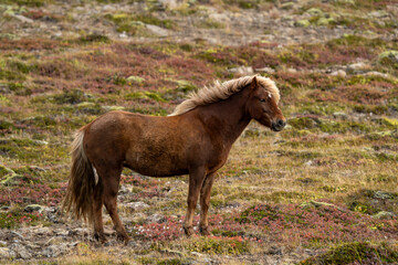 Icelandic horse, autumn season, Iceland