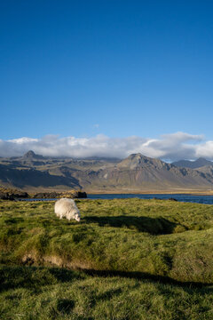 Icelandic sheep in autumn, before winter stabling, Iceland