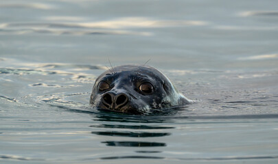 Harbour seal, Phoca vitulina, Iceland © alba1988