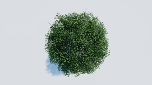 tree top view plant landscape architecture nature garden aerial render. trees branch isolate collection illustration environment green botany urban bush park. tree architecture conifer decorative.