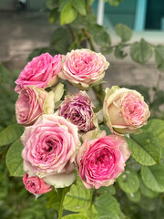 Experience the beauty of beautiful pink roses gracefully blooming in a garden setting today