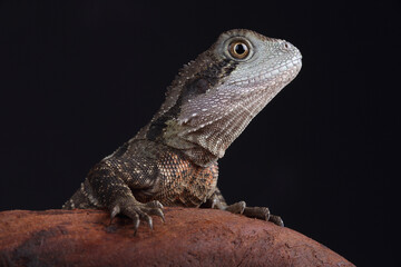 Portrait of an Australian Water Dragon
