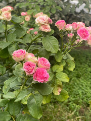 Beautiful and Vibrant Pink Roses in Full Bloom, Capturing Natures Elegant Beauty