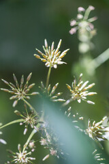 A close up of a terrestrial plant with white flowers and green leaves. This groundcover is a flowering plant that can be classified as a forb or herbaceous plant