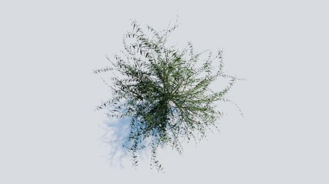 tree top view plant landscape architecture nature garden aerial render. trees branch isolate collection illustration environment green botany urban bush park. tree architecture conifer decorative.