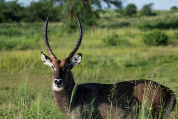 waterbuck antelope in the grassland of Murchison falls national park in Uganda