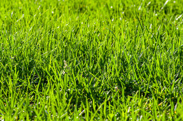tło trawa zielona soczysta z rosą
