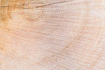 tło naturalne drewno jasno-brązowe © Henryk Niestrój