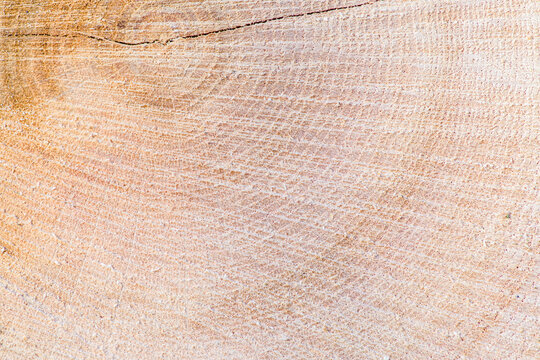 Fototapeta tło naturalne drewno jasno-brązowe