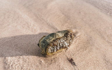 Stranded Caribbean nudibranch on beach in Mexico.