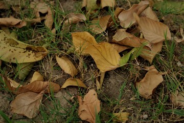 autumn leaves in the grass