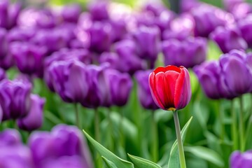 Fototapeta premium The field of tulips is lush, purple and blurred with one bright red tulip standing out and in focus, an image of fresh spring growth as a background.