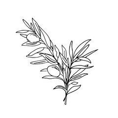 Olive Bouquet. Branch with Olives isolated on white background. Hand drawn Vector illustration in outline style. Black and White line art for cards, logos and food, cosmetic design.