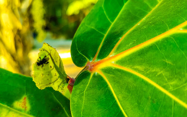 Melipona bee on tree and leaves in Mexico.