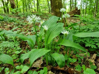 Bärlauch im Wald im Harz