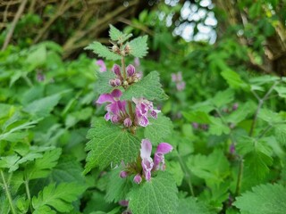 Purpurrote Taubnessel im Harz