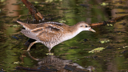 black headed gull