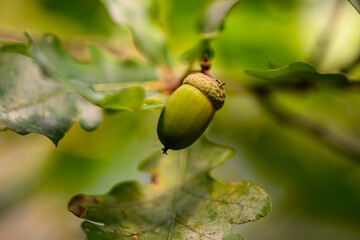 Oak leaf, acorn on oak tree background.	
