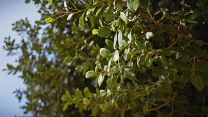 Close-up of green, sunlit leaves on tree branches, outdoor in murcia, spain, representing mediterranean flora.