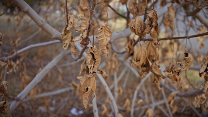 Close-up of withered leaves on tree branches illustrating drought in murcia, spain