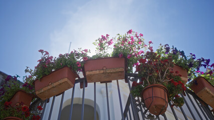 Petunias in terracotta pots on a metal railing bask under the bright sun in an outdoor garden in puglia, italy, against a clear blue sky.