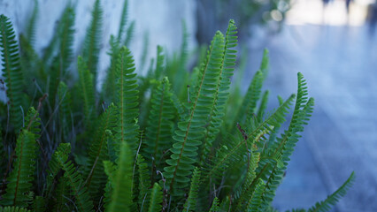 Close-up of polypodium vulgare ferns in puglia, italy, showcasing vibrant green fronds in an outdoor setting beside a stone wall.