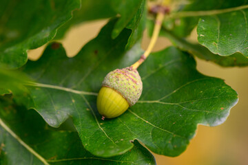 Oak leaf, acorn on oak tree background. © venars.original
